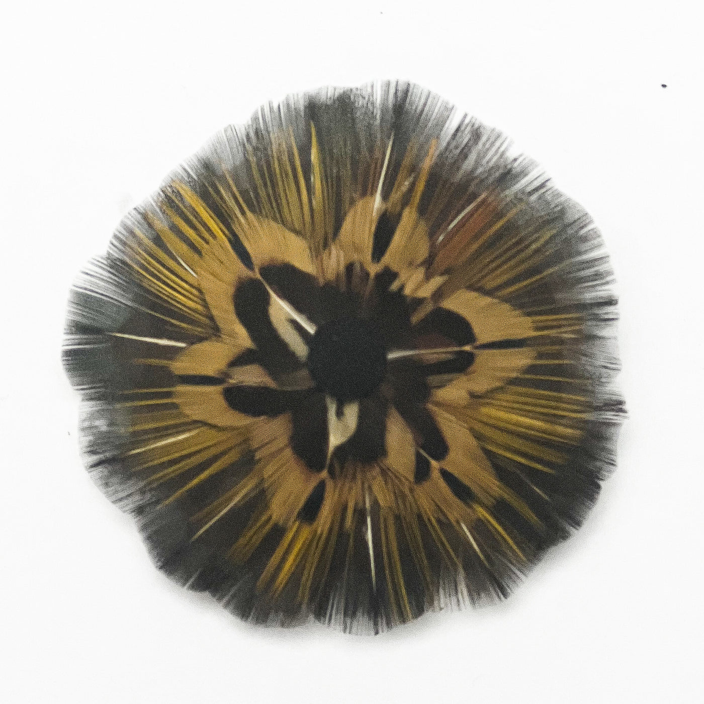 Feather Rosette Hair Barrettes